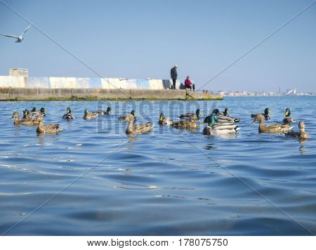The nice seagulls and cute ducks on the sea