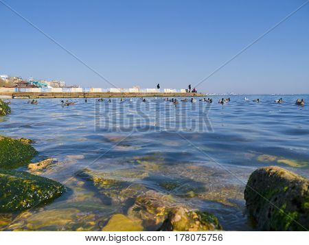 The nice seagulls and cute ducks on the Black sea