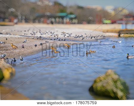 The nice seagulls ducks pigeons on the Black sea