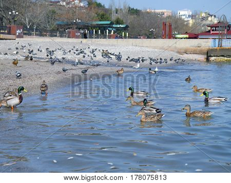 The beautiful ducks and seagulls on the sea