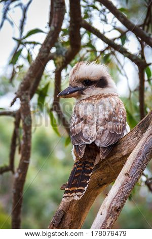 Australian Kookaburra in the forest, location - Grampians Australian national park, location - Australia