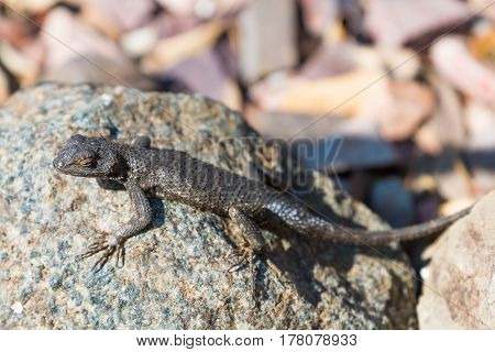 Fence lizard sunning itself on a rock.