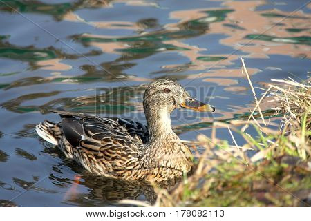 The wild gray duck has swum up to the coast