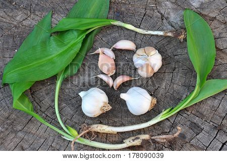 Wild garlic ramson or bear garlic with garlic bulb and garlic cloves on wooden background