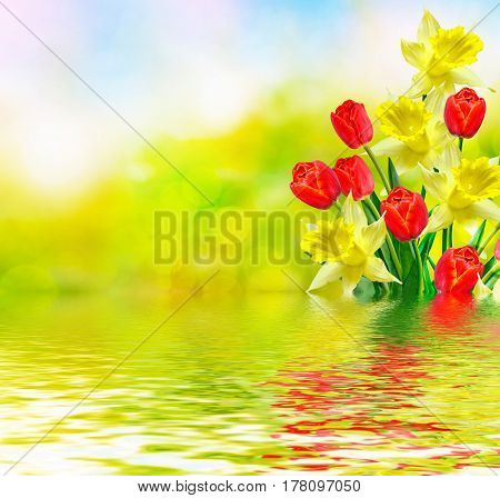 Bright and colorful spring flowers daffodils and tulips