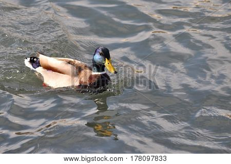 Duck - Mallard (Male), mallard, eurasian wild duck, Anas platyrhynchos