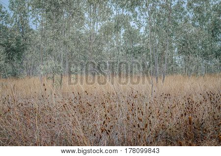 Xyridaceae In the drought season Brown  decoration, details