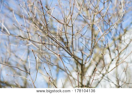 spring tree branch buds, nature, wallpaper, garden, ecology