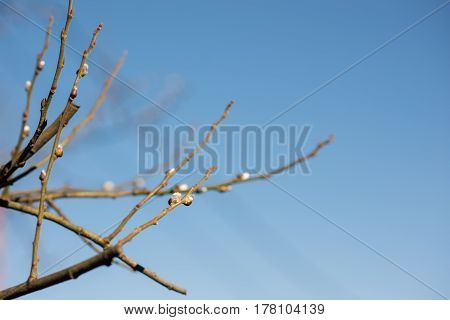 spring tree branch buds, nature, wallpaper, garden, ecology