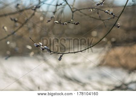 spring tree branch buds, nature, wallpaper, garden, ecology