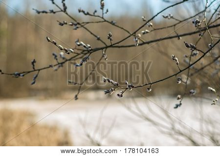 spring tree branch buds, nature, wallpaper, garden, ecology
