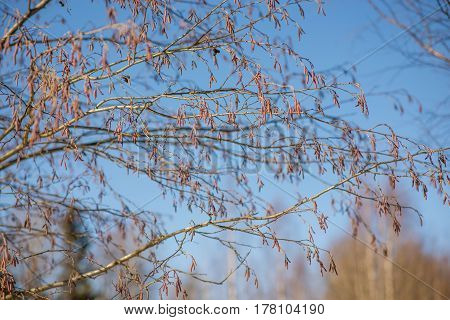 spring tree branch buds, nature, wallpaper, garden, ecology