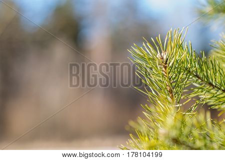 spring tree branch buds, nature, wallpaper, garden, ecology