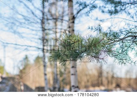spring tree branch buds, nature, wallpaper, garden, ecology