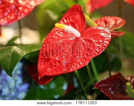 Big Red Flower With Long Spadix