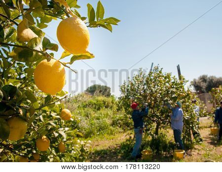 Closeup view of lemons on tree and pickers at work in the background