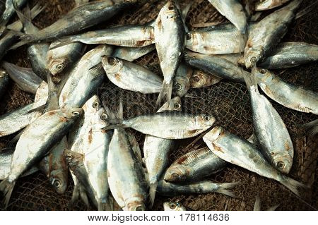 A lot of small fish in fishing nets