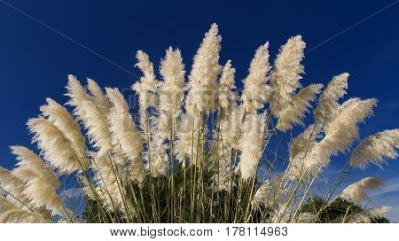 Fluffy spikelets of pampas grass against the blue sky background