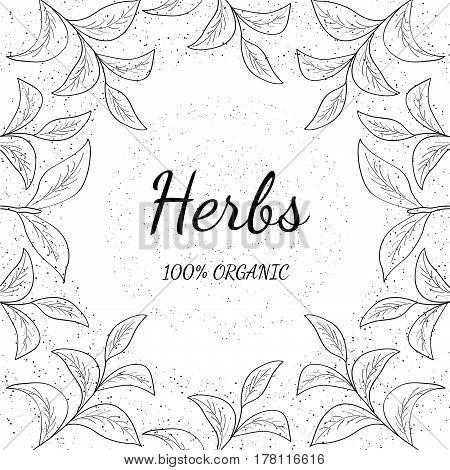 Green tea shop leaf illustration branch organic hand drawing sketch square banner template for packing cosmetics packaging branding etc