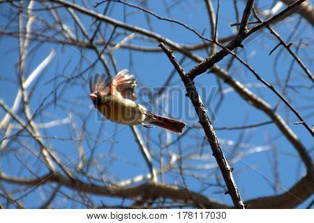 female northern cardinal in flight under a clear blue sky