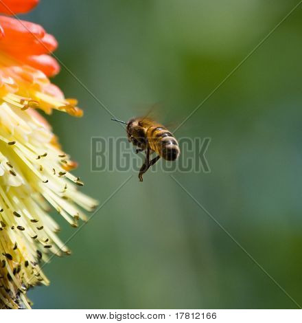 蜂の飛行