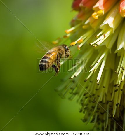 蜂の飛行