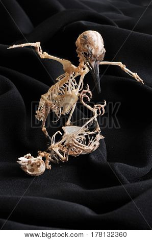 The skeleton of wood pecker , she has hard skull to absorb impact of bill when she hit the wood