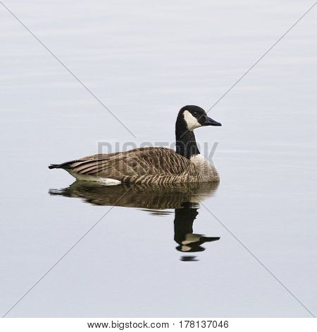 Goose-Goose in the lake, Lippesee , Germany.