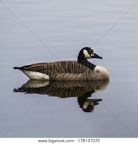 Goose-Goose in the lake, Lippesee , Germany.