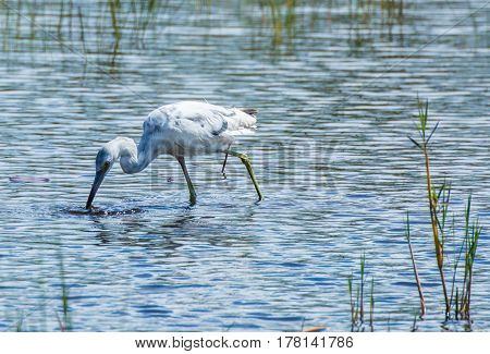 A young little blue heron with its beak in the water making concentric circles of ripples as it feeds