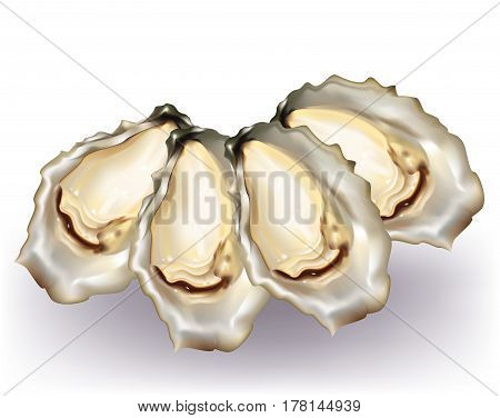 Group of delicious oysters on white background