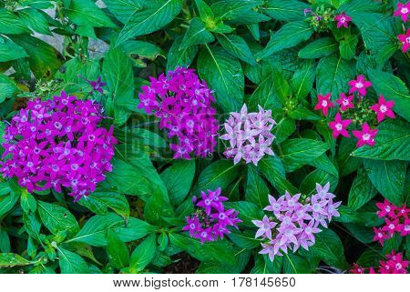 Closeup To Colorful Egyptian Starcluster/ Starflower/ Pentas Lanceolata (forssk.) Deflers