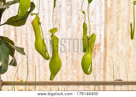 Closeup To Hanging Carnivorous Plant, Nepenthes/ Tropical Pitcher Plants/ Monkey Cups