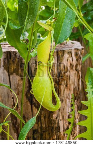 Closeup To Hanging Carnivorous Plant, Nepenthes/ Tropical Pitcher Plants/ Monkey Cups