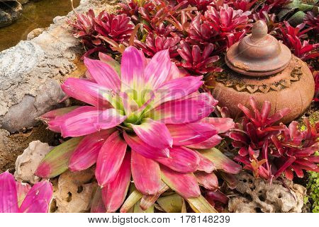 Closeup To Beautiful Bromeliad/ Livingvase/ Urn Plant/ Aechmea Fasciata/ Bromeliaceae