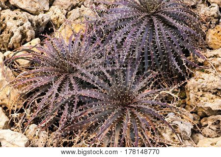 Closeup To Beautiful Dyckia Hybrid/ Urn Plant/ Bromeliaceae