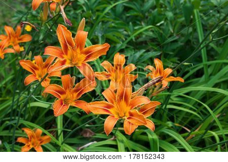 Orange lily flower background. Bright sunny summer garden closeup