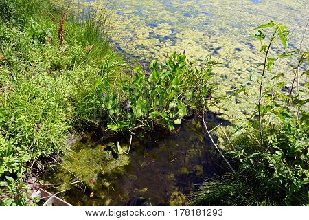 Pickerel weed flowers (Pontederia cordata) bloom in a small, man-made lake in Joliet, Illinois during June.