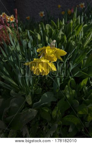 Spring Flowerbed