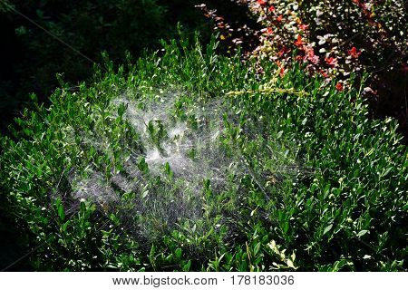 Spider webs cover the leaves and branches of a Korean boxwood (Buxus sinica) growing in a garden in front of a house in Joliet, Illinois during September.