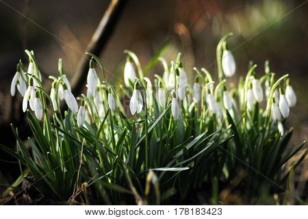 The earliest spring flowers. Snowdrops. Sweethearted nature.