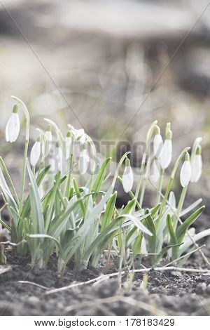The earliest spring flowers. Snowdrops. Sweethearted nature.