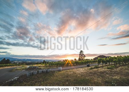 Colorful Vineyard Sunset