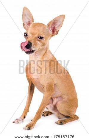 funny Toy Terrier on a white background