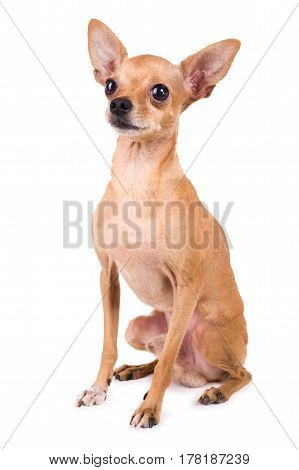 funny Toy Terrier on a white background