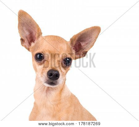 funny Toy Terrier on a white background