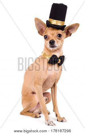 portrait of the nice terrier in a top hat