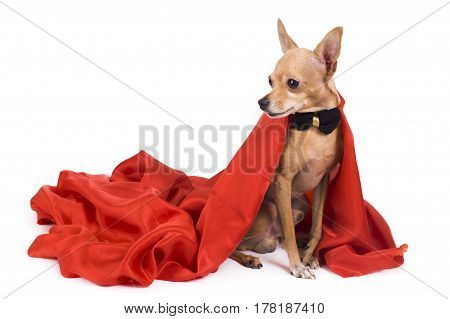 portrait of the terrier dressed as a vampire on a white background