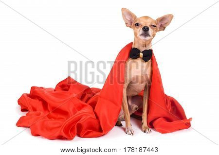 portrait of evi terrier dressed as a vampire on a white background