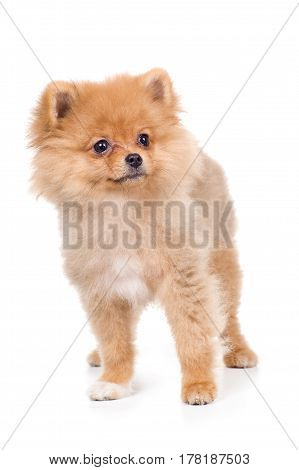 Pomeranian (spitz) dog, isolated on white background.